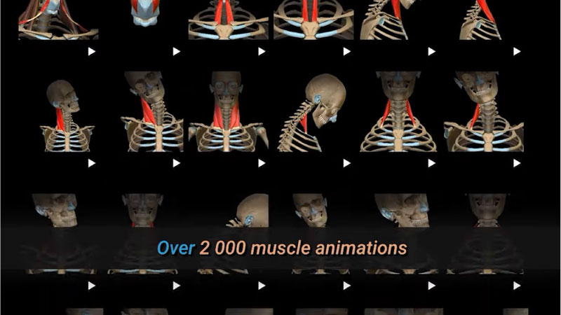 Lý do nên tải Anatomy Learning
