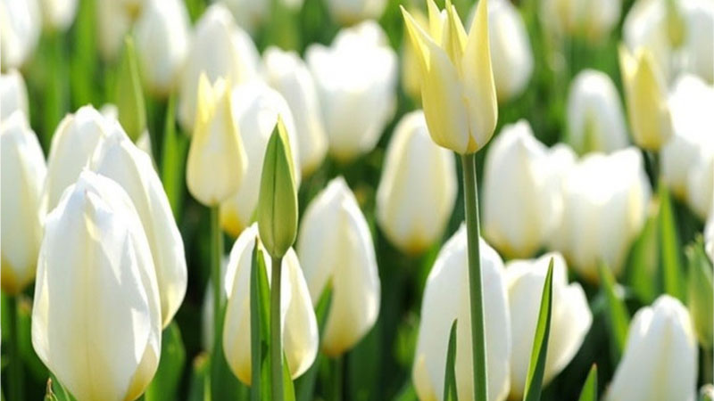 Hình nền hoa Tulip trắng – Tinh khôi, thuần khiết