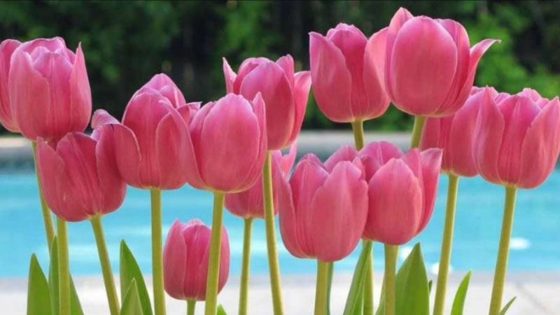 Hình nền hoa Tulip hồng – Ngọt ngào, lãng mạn