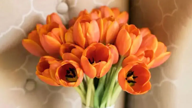 Hình nền hoa Tulip cam – Sáng tạo, đầy năng lượng