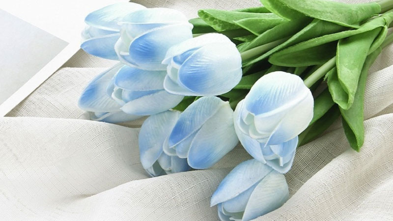 Hình nền hoa Tulip xanh dương – Hiếm có và độc đáo 2