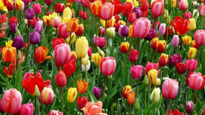 Hình ảnh một vườn hoa Tulip nhiều màu sắc