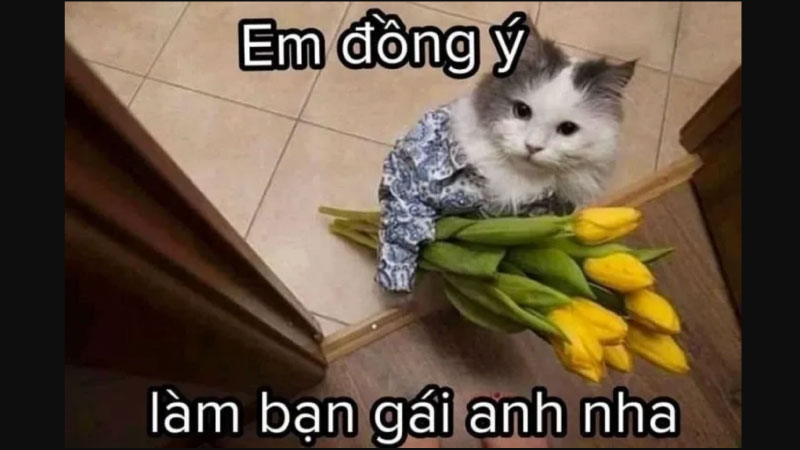 Ảnh meme là gì