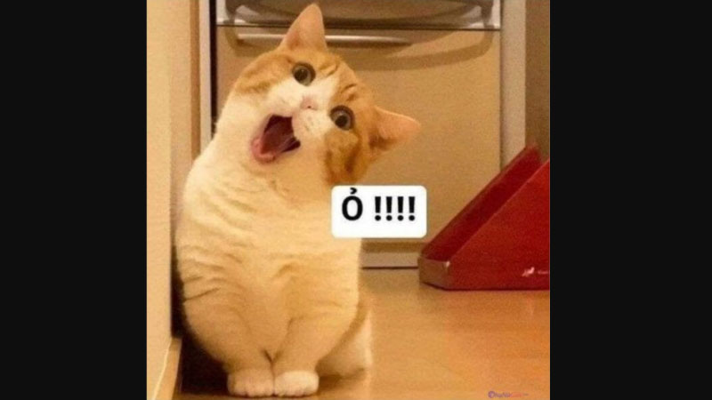 ảnh meme động vật