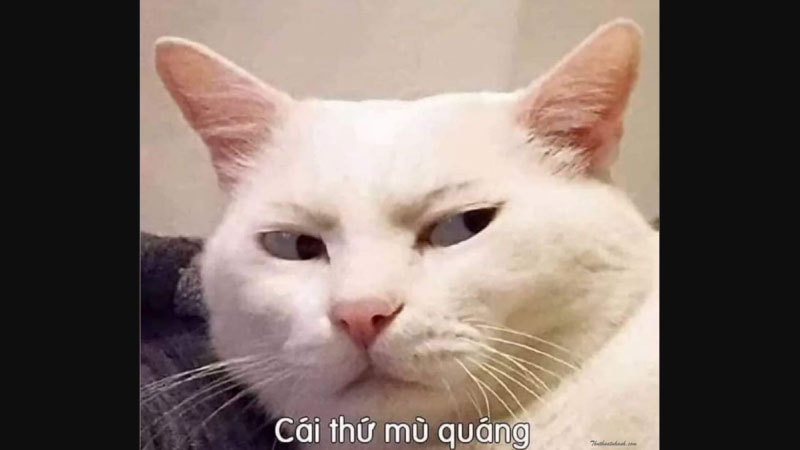 Top 100+ ảnh meme hài hước mới nhất 2
