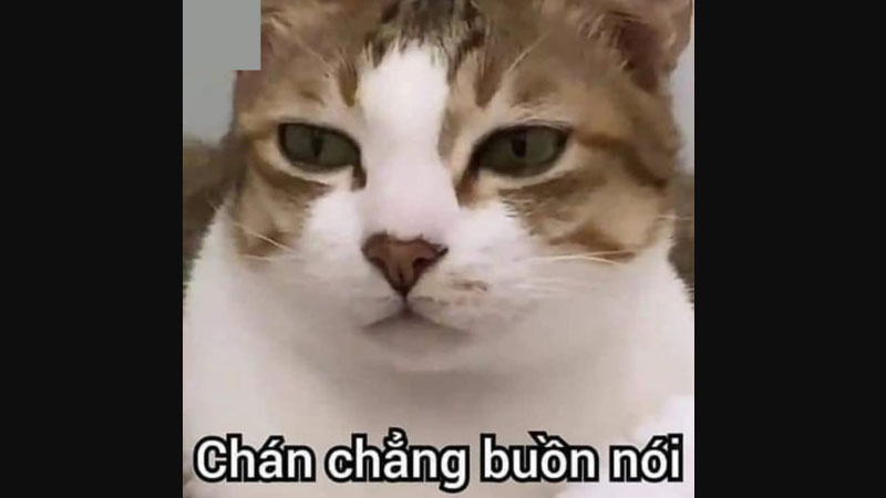 Top 100+ ảnh meme hài hước mới nhất 3
