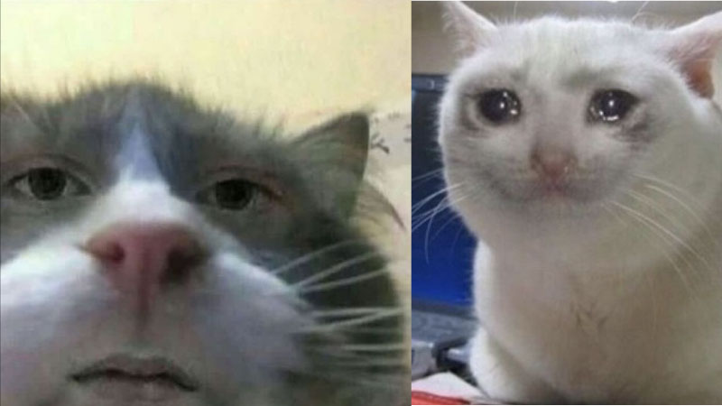ảnh meme mèo 1