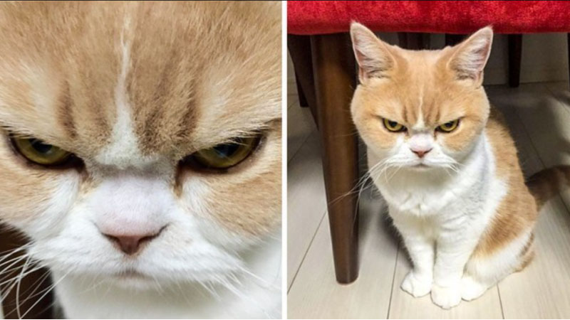 ảnh meme mèo 2