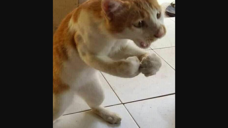 ảnh mèo bựa 5