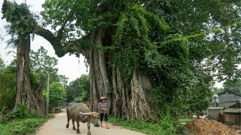 ảnh quê hương 2