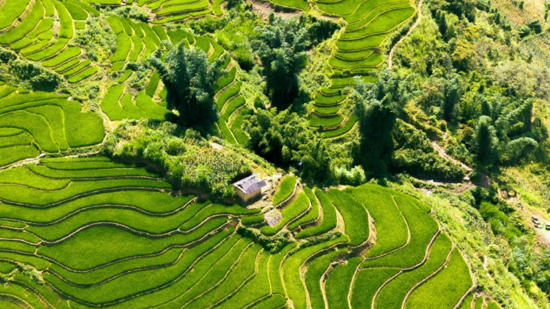 ảnh quê hương 33