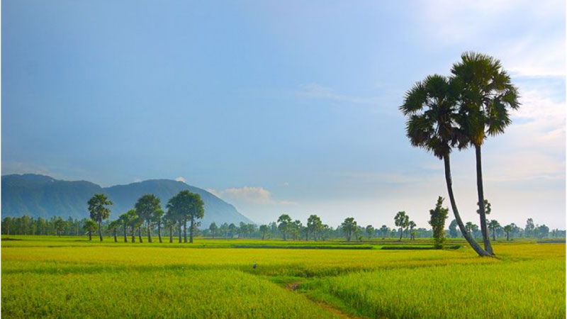 ảnh đồng quê 1