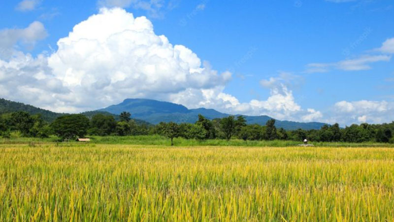 ảnh đồng quê 2