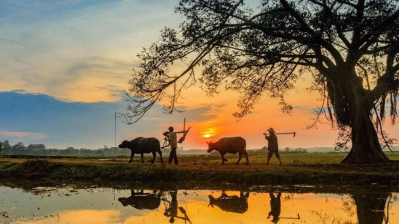 ảnh đồng quê 4