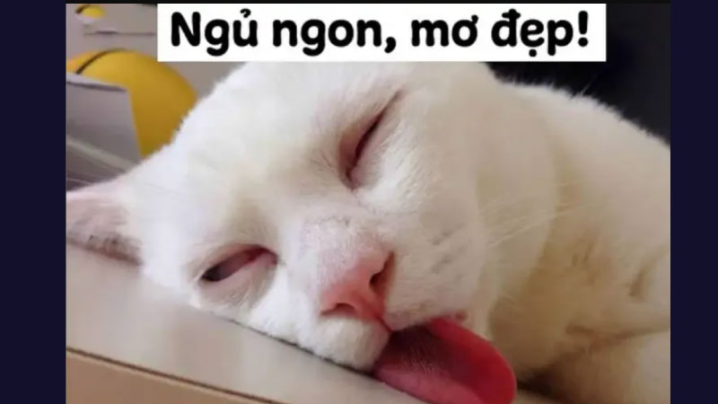 hình ảnh chúc ngủ ngon 6