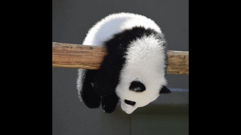 hình ảnh mệt mỏi đáng yêu 1