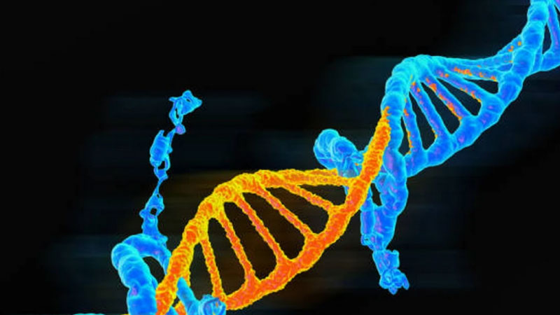 đột biến gen là gì 3