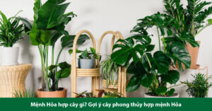 mệnh hỏa hợp cây gì