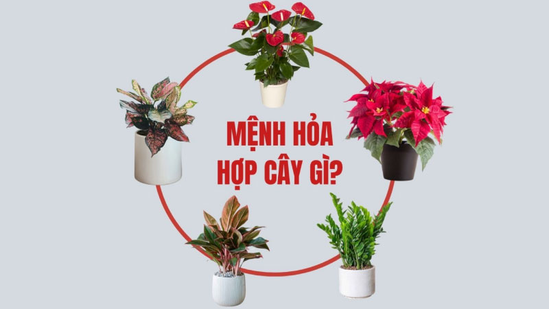mệnh hỏa hợp cây gì 1