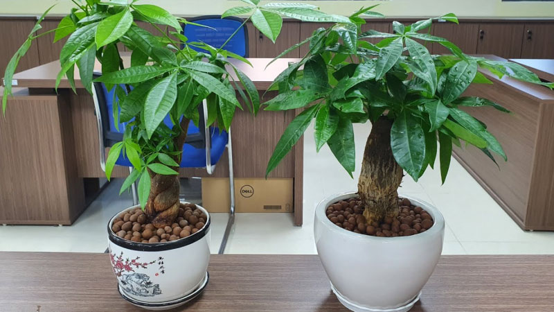 mệnh hỏa hợp cây gì 4