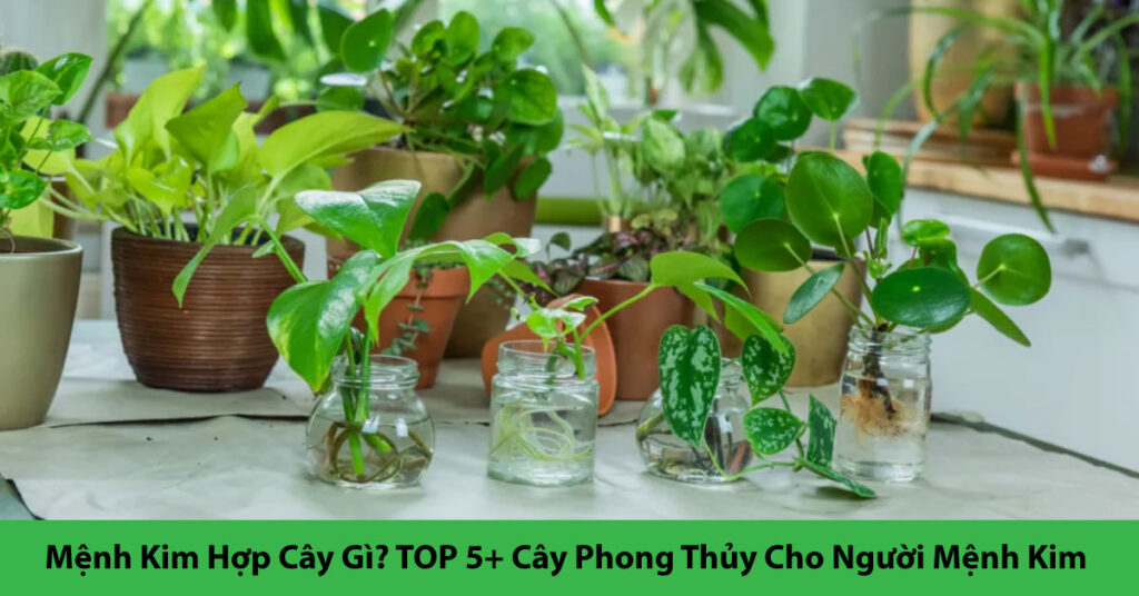 mệnh kim hợp cây gì