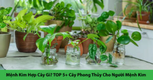 mệnh kim hợp cây gì