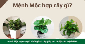 mệnh mộc hợp cây gì