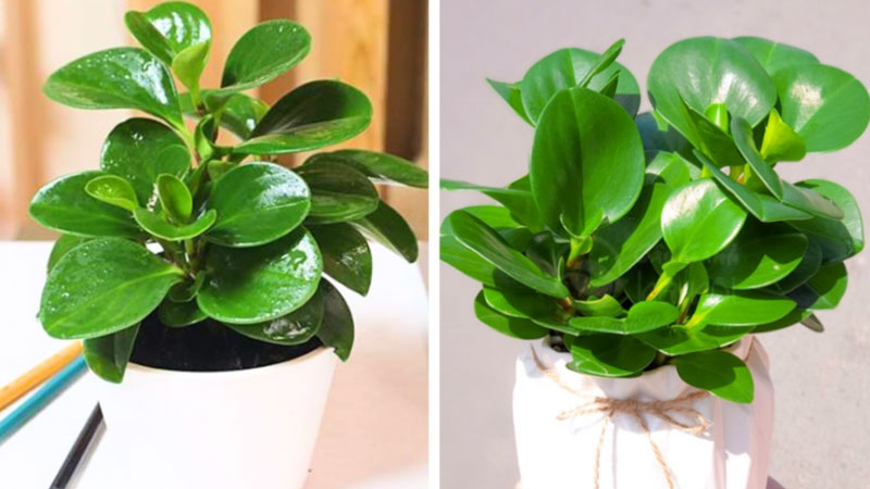 mệnh mộc hợp cây gì 1