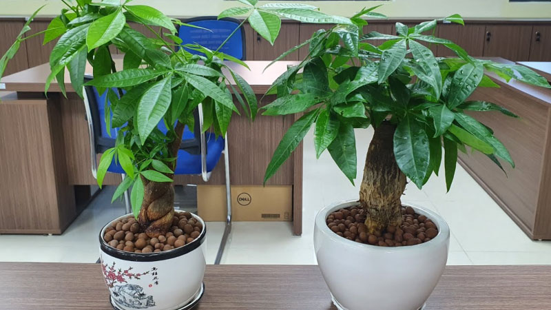 mệnh mộc hợp cây gì 2