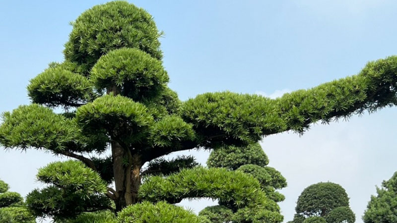 mệnh mộc hợp cây gì 3