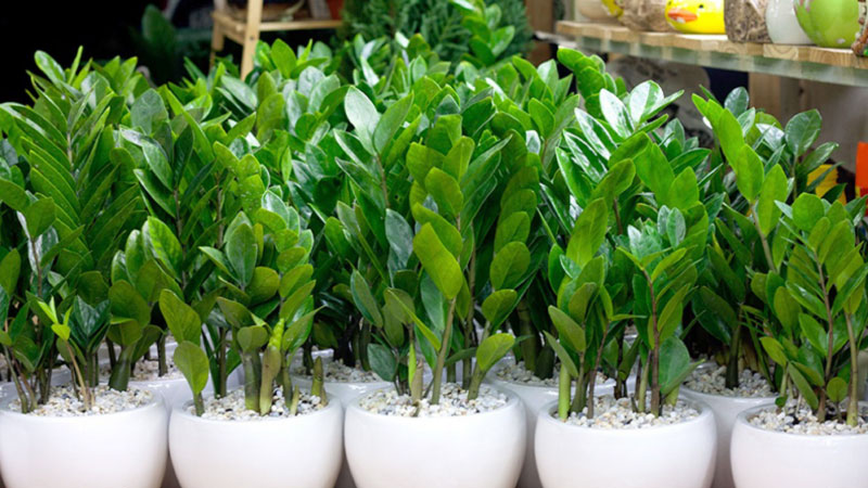 mệnh mộc hợp cây gì 5