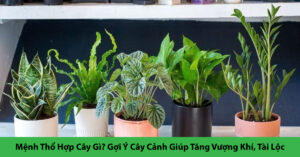 mệnh thổ hợp cây gì