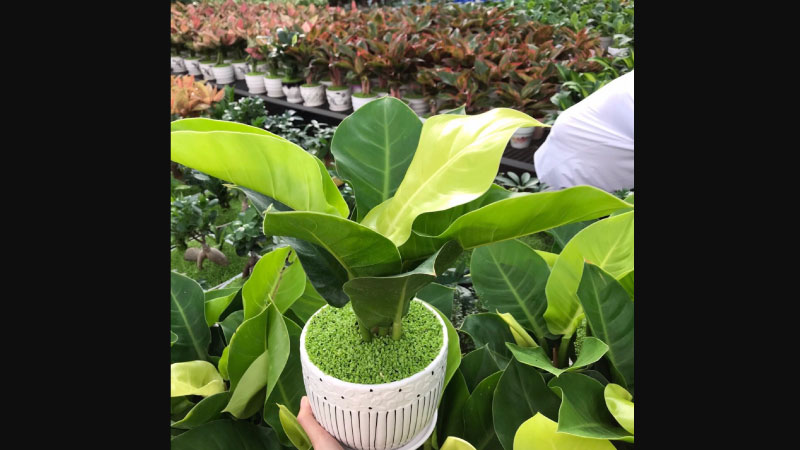 mệnh thổ hợp cây gì 2