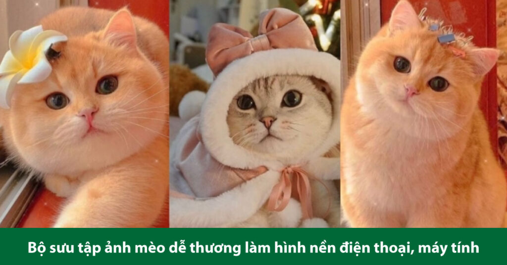 ảnh mèo