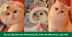 ảnh mèo