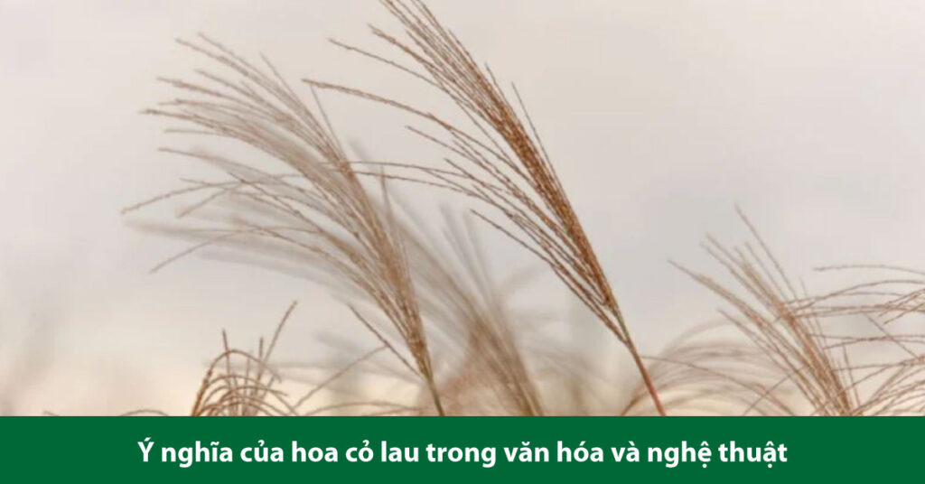 hoa cỏ lau