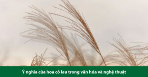 hoa cỏ lau