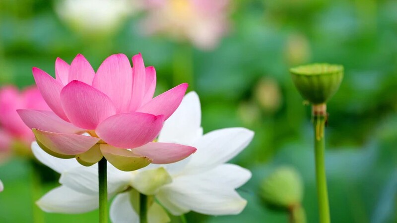 Vẻ đẹp tự nhiên và ý nghĩa sâu sắc.