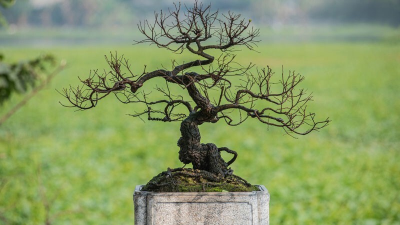 Cây muội hồng bonsai