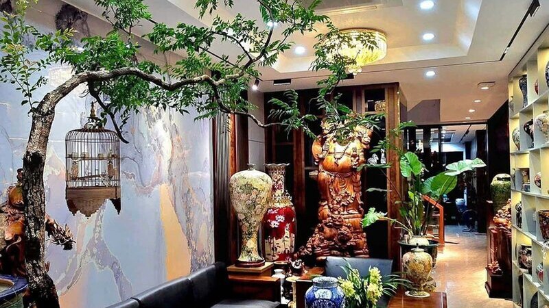Cây trông trong nhà trang trí