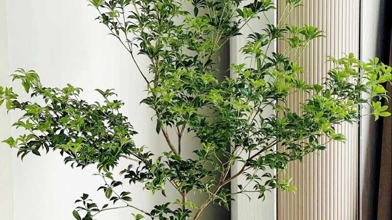 Đặc điểm của cây